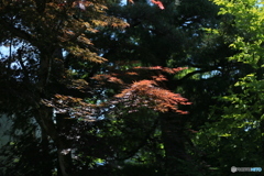 撮って出し(2024-05-23_13-34)-(Canon EOS 6D-50