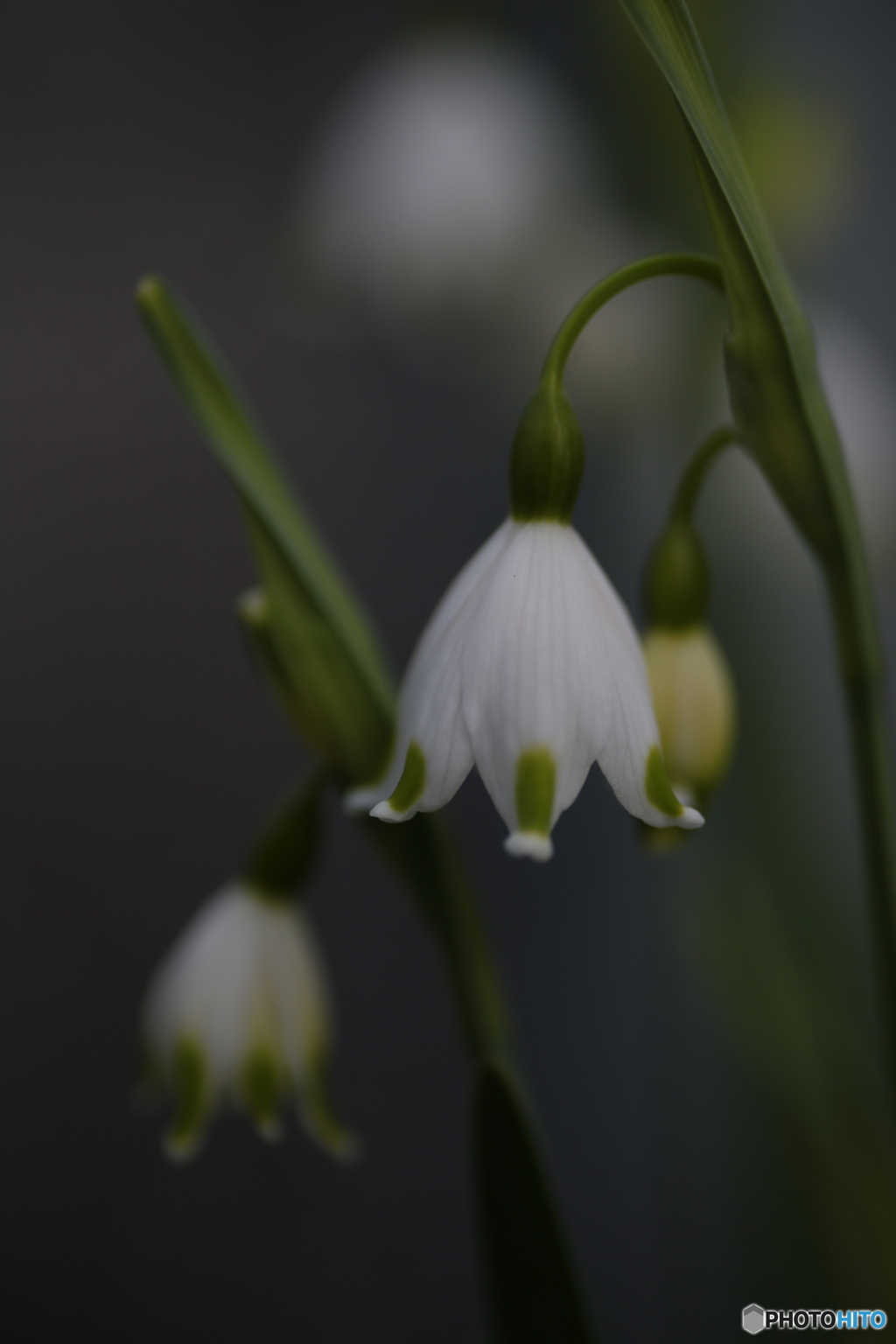 撮って出し(2024-04-18_09-05)-(Canon EOS 6D-90