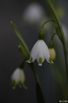 撮って出し(2024-04-18_09-05)-(Canon EOS 6D-90