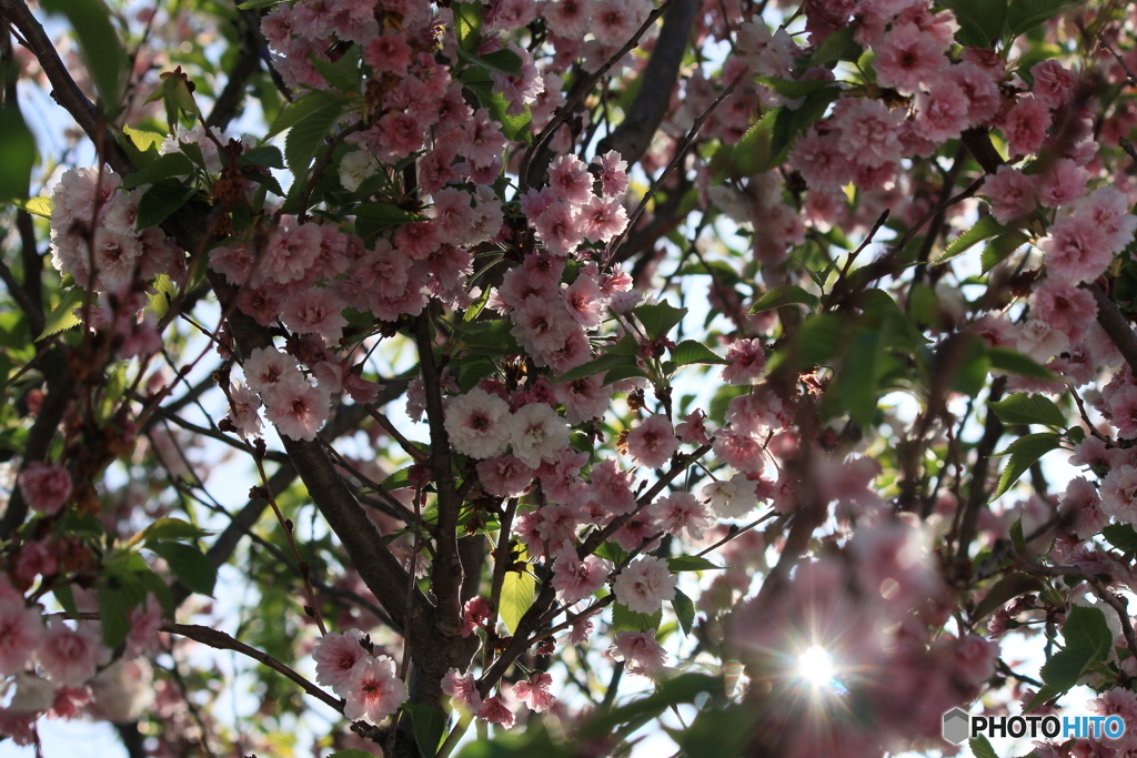 撮って出し(2024-04-22_15-53)-(Canon EOS 60D-5