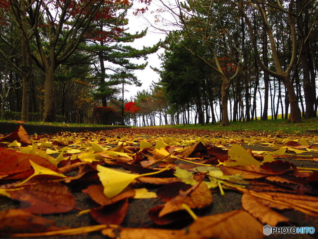 奥に赤く輝く紅葉