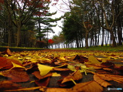 奥に赤く輝く紅葉