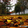 奥に赤く輝く紅葉