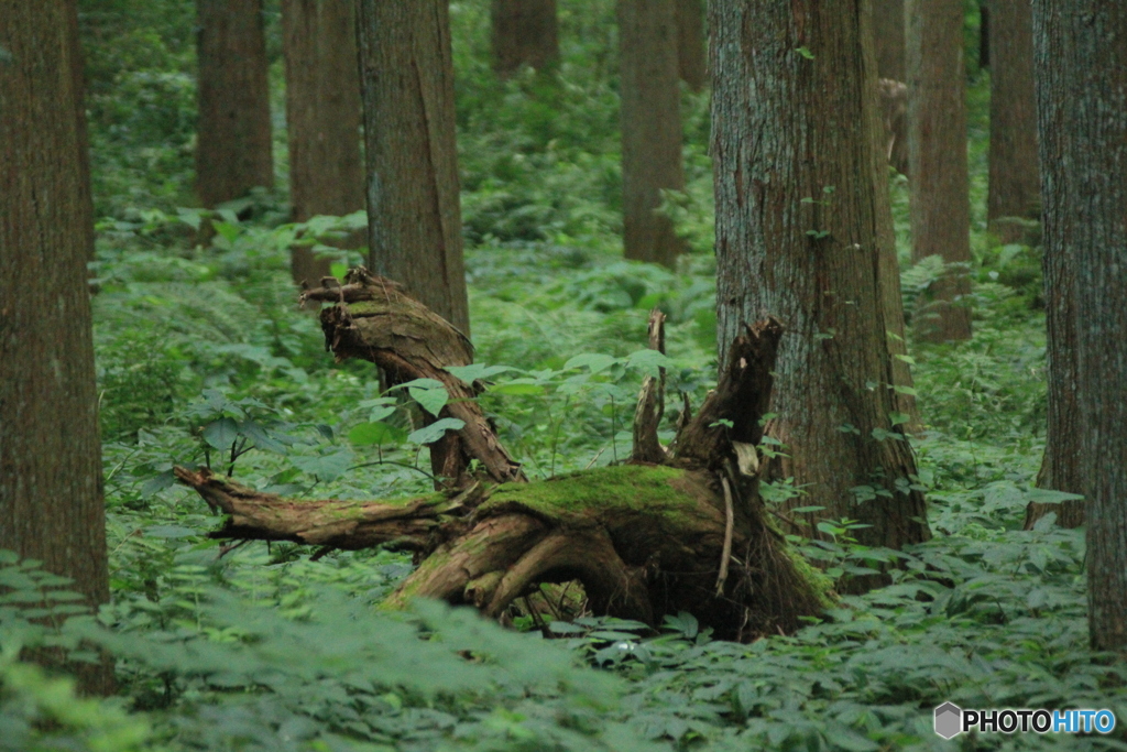 撮って出し(2025-07-08_05-50)-(Canon EOS 60D-1