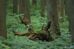 撮って出し(2025-07-08_05-50)-(Canon EOS 60D-1