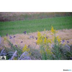 撮って出し(2023-10-12_15-29)-50--X-E1_1