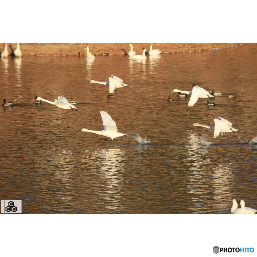 撮って出し(2023-11-26_07-36)-250-EF-S55-250mm