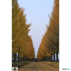 撮って出し(2023-11-03_16-27)-135-EF28-135mm f