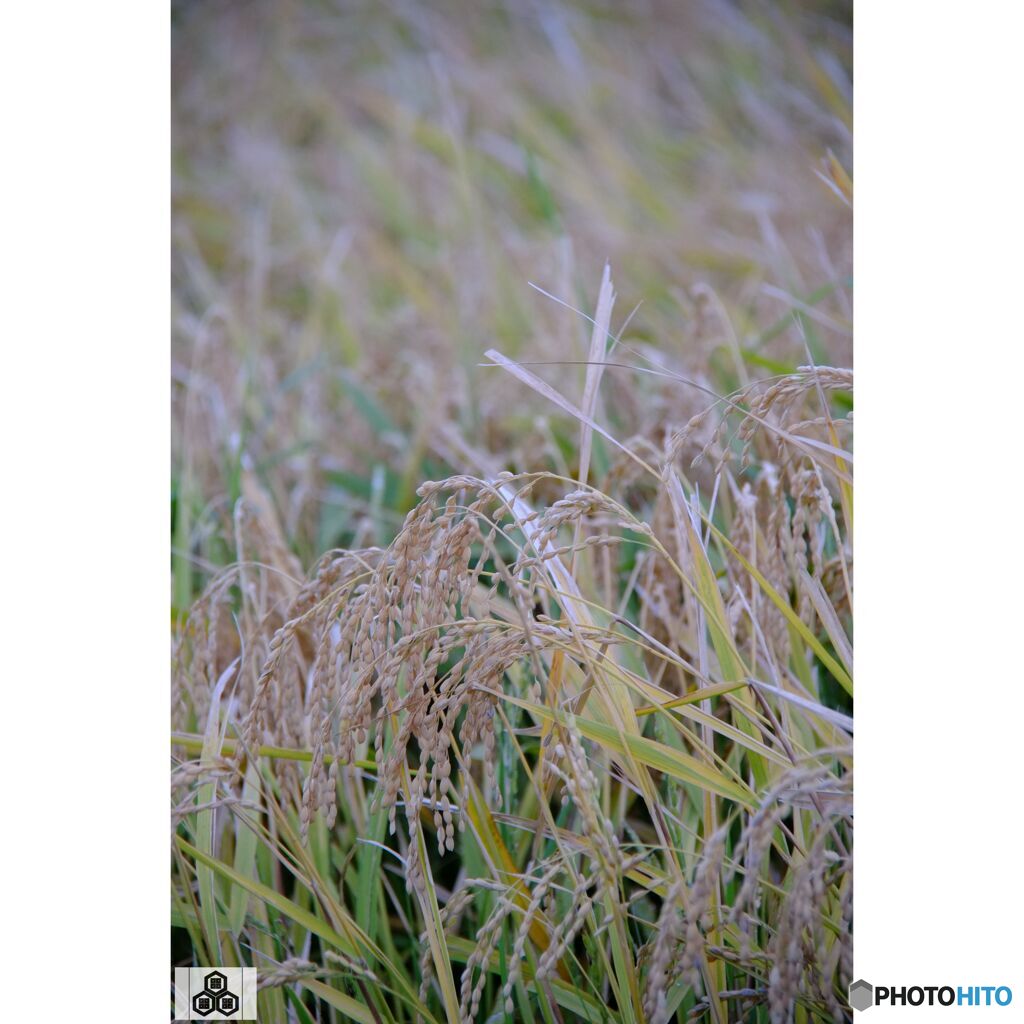 撮って出し(2023-10-12_15-40)-50--X-E1_1