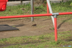 撮って出し(2025-04-30_15-05)-(Canon EOS 60D-2