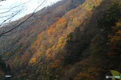 撮って出し(2025-11-07_13-12)-(Canon EOS 6D-70