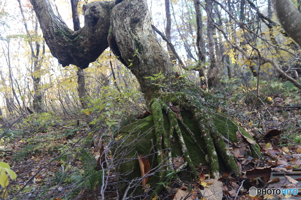 撮って出し(2025-11-04_09-46)-(Canon EOS 6D-33