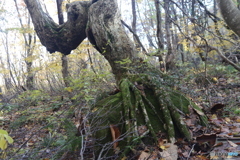 撮って出し(2025-11-04_09-46)-(Canon EOS 6D-33