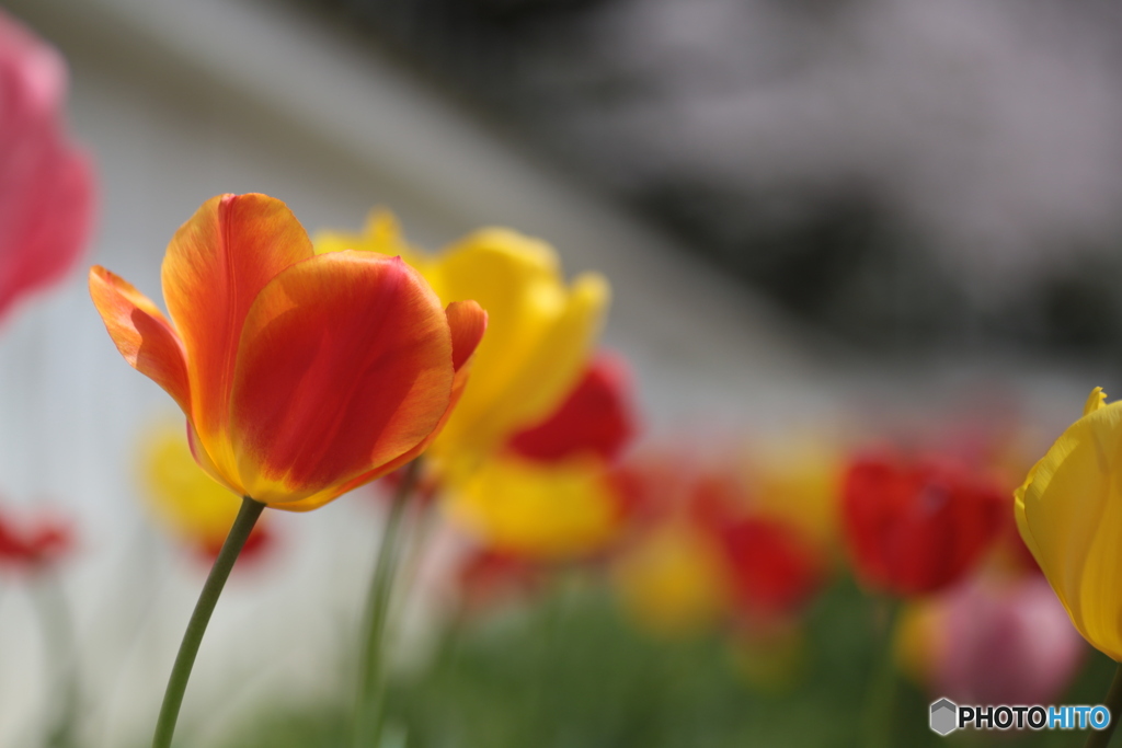 撮って出し(2024-04-18_11-54)-(Canon EOS 6D-90