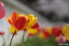 撮って出し(2024-04-18_11-54)-(Canon EOS 6D-90