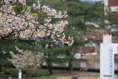 撮って出し(2025-04-25_09-39)-(Canon EOS 60D-1