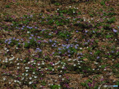 撮って出し(2024-04-07_11-37)-(Canon PowerShot