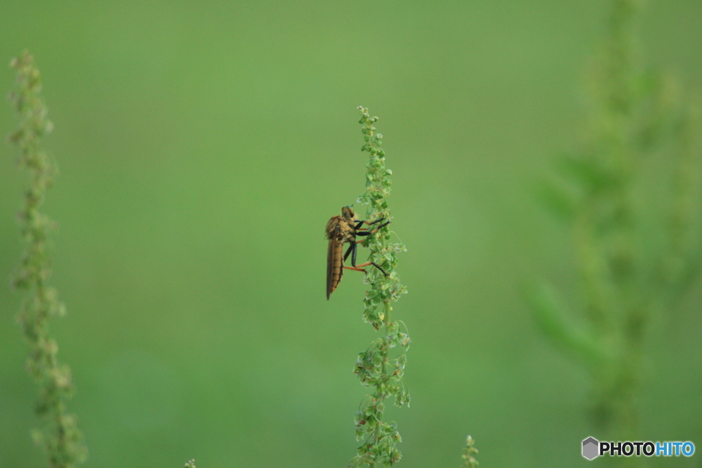 撮って出し(2025-07-07_16-50)-(Canon EOS 60D-3
