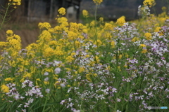 撮って出し(2025-04-27_13-22)-(Canon EOS 60D-9