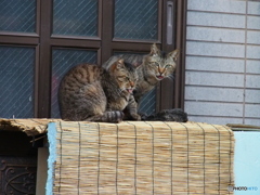 撮って出し-E-M5-150.0-41_04_15-0