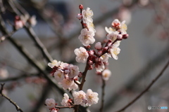 撮って出し(2025-04-06_09-05)-(Canon EOS 60D-9