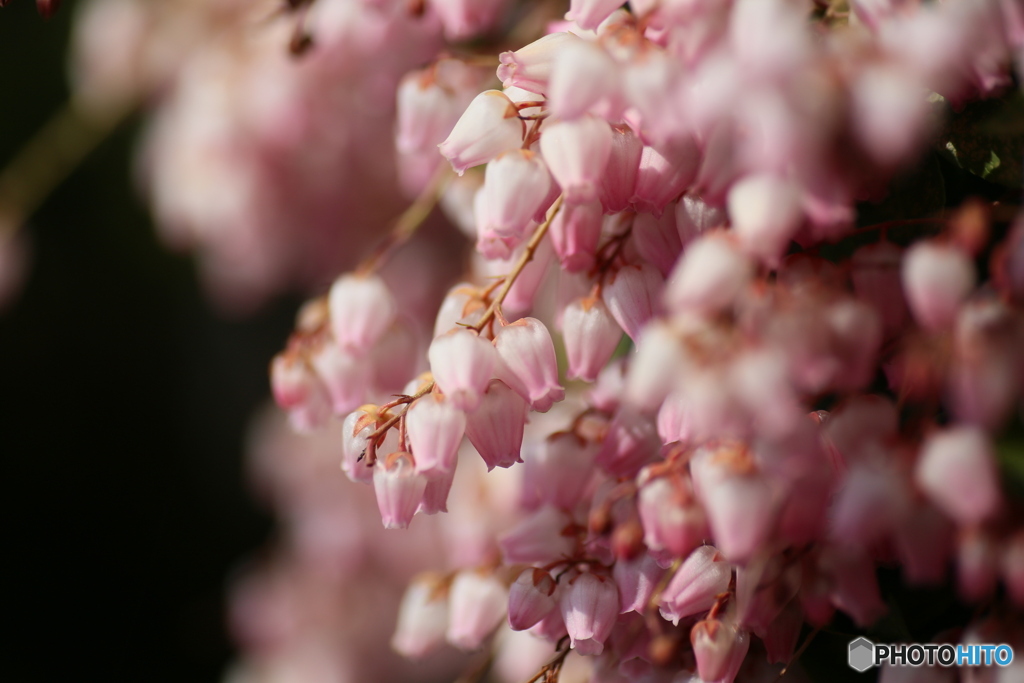 撮って出し(2025-04-07_09-21)-(Canon EOS 6D-90