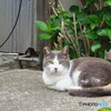 撮って出し(2024-04-26_13-53)-(Canon PowerShot