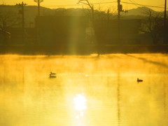 朝日が反射した池と池霧とかも