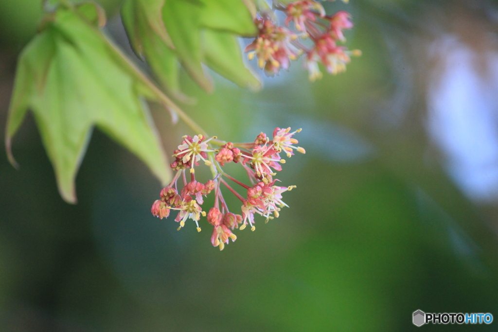 撮って出し-Canon EOS 60D-250.0-22_05_02-2