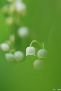 撮って出し-Canon EOS 60D-90.0-23_05_18-0