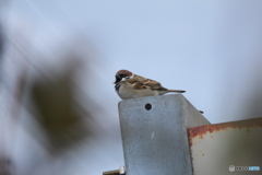 撮って出し(2025-02-25_12-02)-(Canon EOS 60D-2