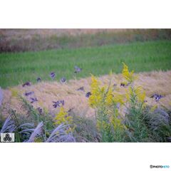 撮って出し(2023-10-12_15-29)-50--X-E1