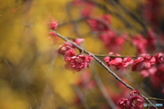 撮って出し(2025-04-07_09-26)-(Canon EOS 60D-2