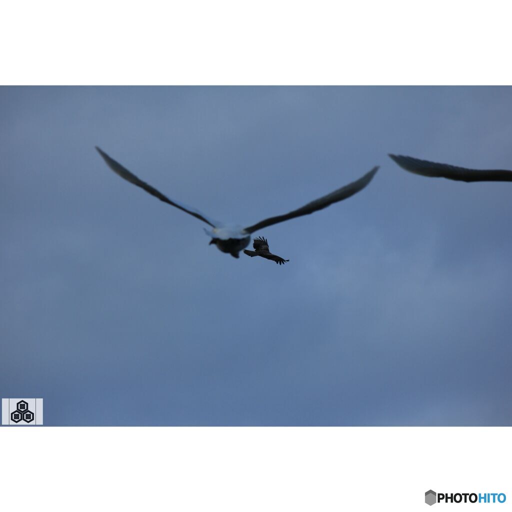 撮って出し(2023-11-26_08-13)-250-EF-S55-250mm