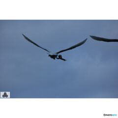 撮って出し(2023-11-26_08-13)-250-EF-S55-250mm