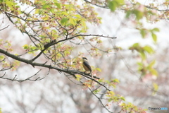 撮って出し(2025-04-27_07-26)-(Canon EOS 60D-2
