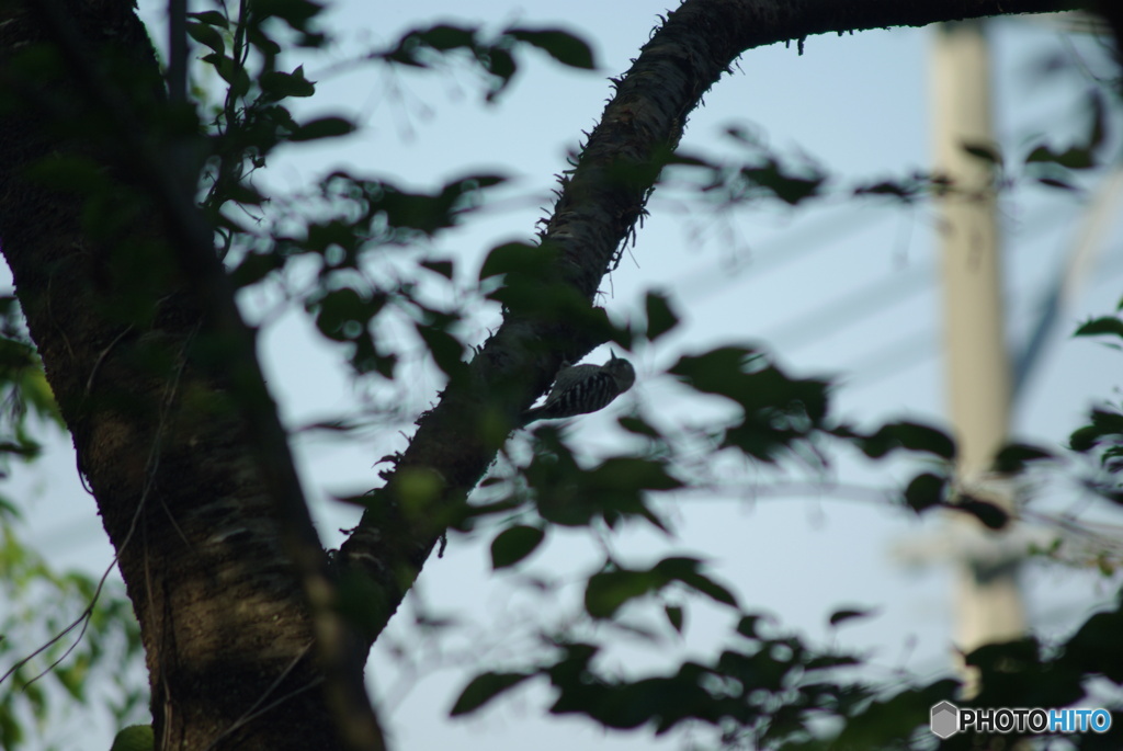 撮って出し(2025-05-08_15-34)-(PENTAX K10D-300