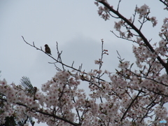 撮って出し(2024-04-17_10-05)-(E-M5-150(OLYMPU