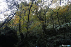 撮って出し(2025-11-04_07-12)-(Canon EOS 6D-28