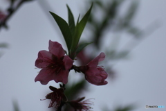 撮って出し(2025-04-25_10-31)-(Canon EOS 60D-9