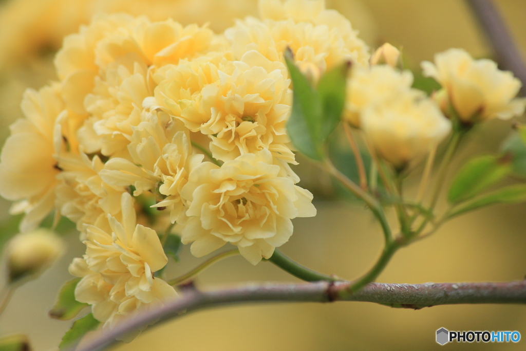 撮って出し(2024-05-12_09-26)-(Canon EOS 60D-2