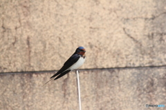 撮って出し(2025-04-18_09-37)-(Canon EOS 60D-2