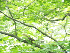 撮って出し(2025-06-15_14-50)-(E-M5-150(OLYMPU