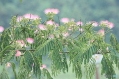 撮って出し(2025-07-07_18-11)-(Canon EOS 60D-3