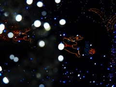 トナカイがゆく