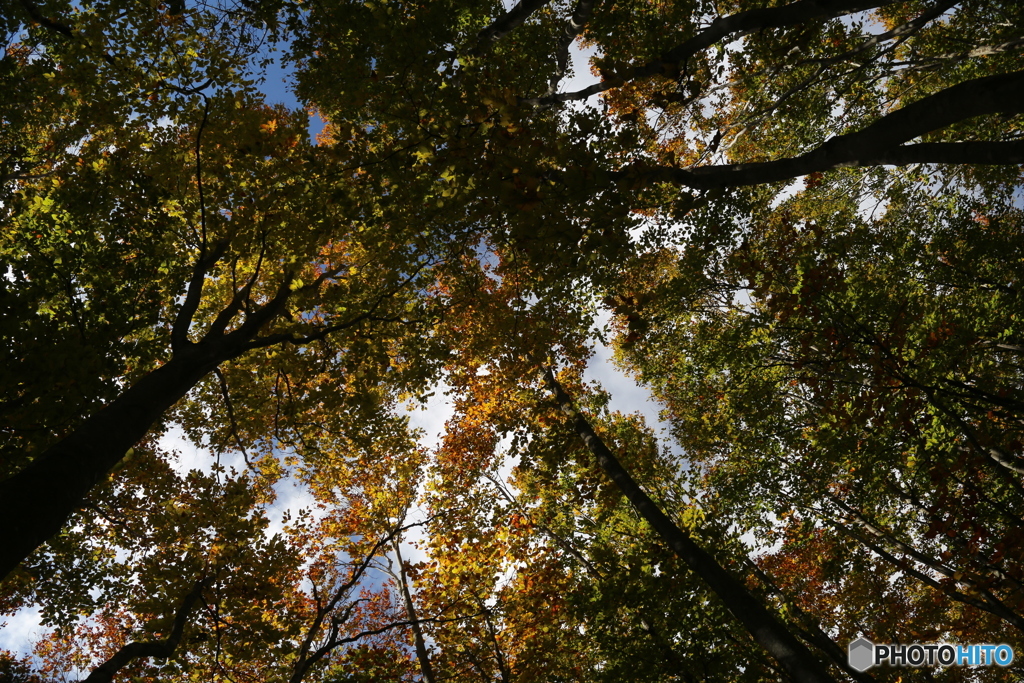 撮って出し(2025-10-27_09-36)-(Canon EOS 6D-28