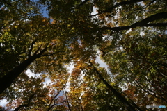 撮って出し(2025-10-27_09-36)-(Canon EOS 6D-28