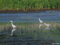 撮って出し(2024-05-26_07-52)-(E-M5-0())