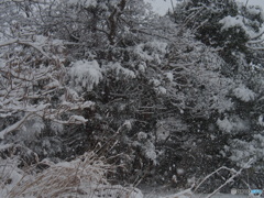 撮って出し(2025-02-19_12-36)-(E-M5-34(OLYMPUS