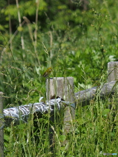 撮って出し(2024-05-26_09-18)-(E-M5-0())